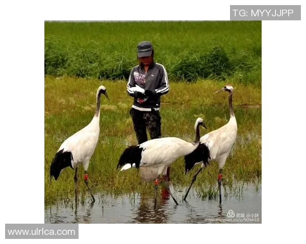 傻子足球明星们的疯狂人生与不为人知的真实故事 傻子足球明星们的疯狂人生与不为人知的真实故事